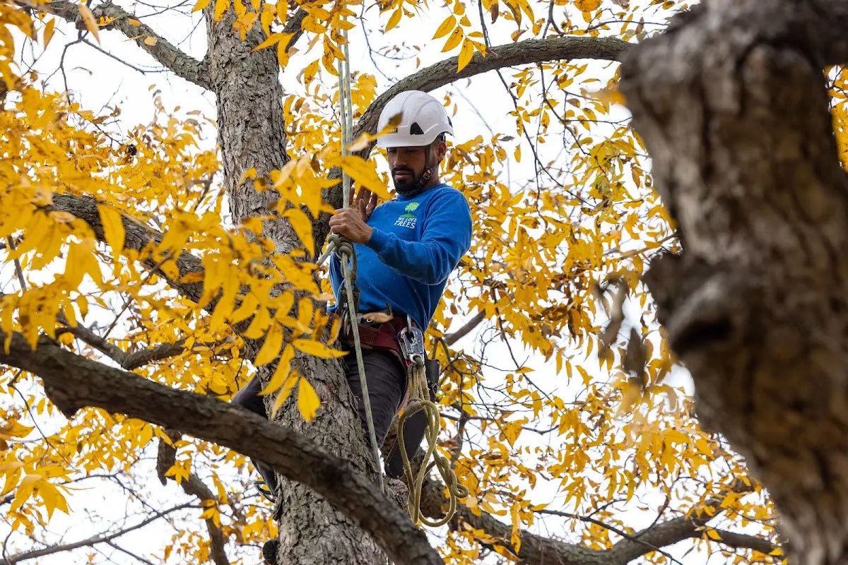 Skilled Tree Transplanting crew working in Hampstead